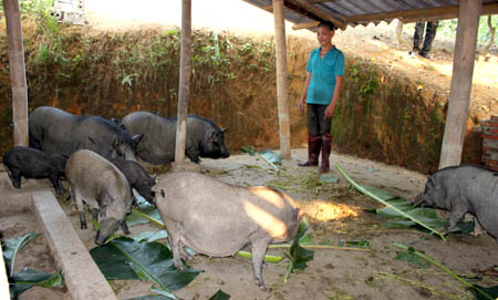 Mô hình chăn nuôi lợn của gia đình ông Nguyễn Văn Núi.